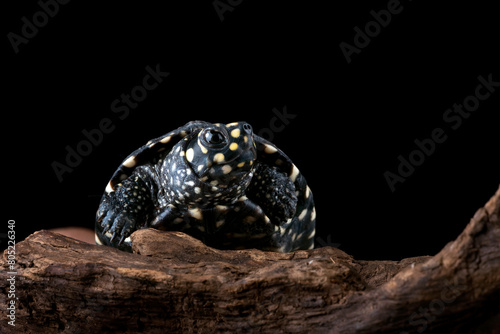 Close-up of a spotted turtle on a log, Indonesia photo
