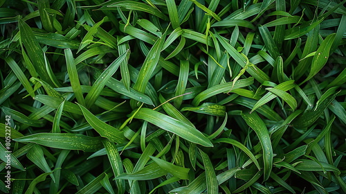 Closeup of fresh green meadow grass photo