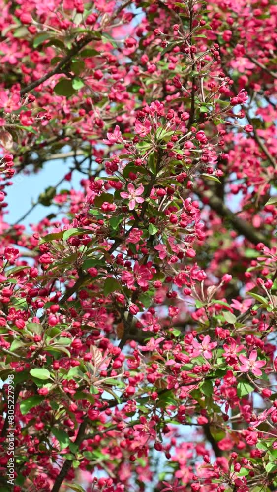 Beautiful pink flowers of Malus floribunda. Japanese flowering crabapple, Japanese crab, purple chokeberry, showy crabapple. Spring bloom. Floral background. Beautiful pink flowers of Malus floribunda. Japanese flowering crabapple, Japanese crab, purple chokeberry, showy crabapple. Spring bloom. Floral background.