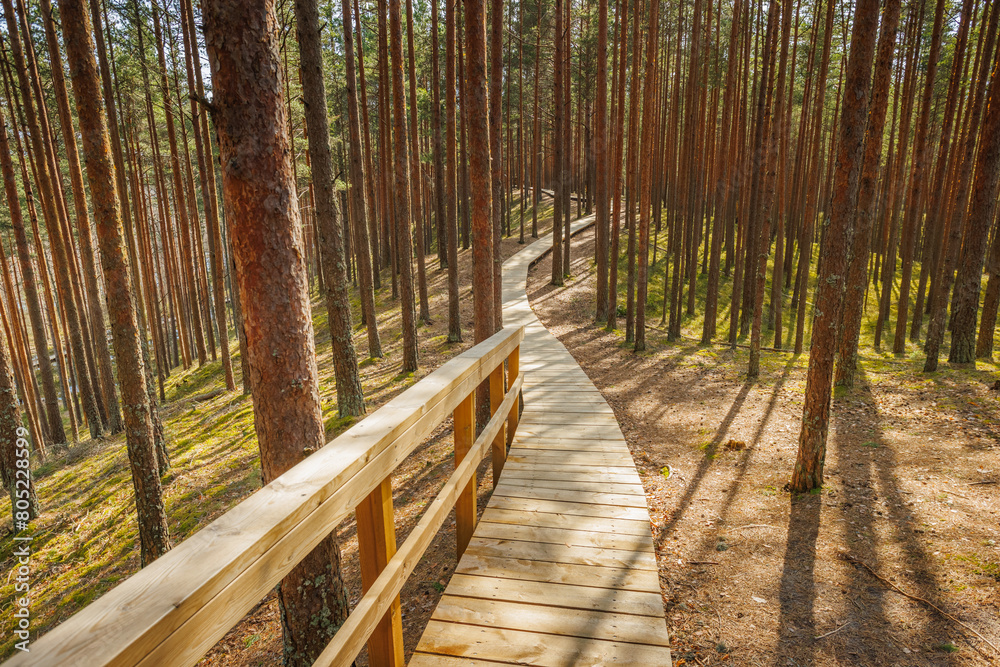 Fototapeta premium Viru Bog Viru Raba peat swamp, Estonia