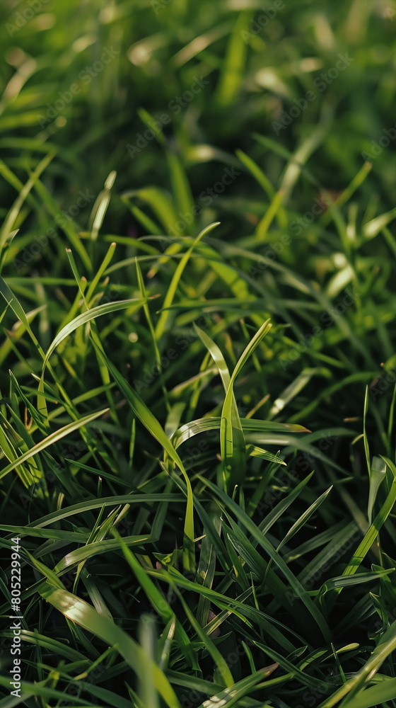 Closeup of fresh green meadow grass Closeup of fresh green meadow grass