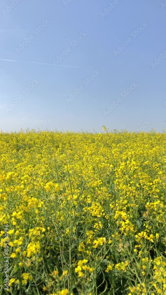 Brassica napus field in the rural countryside, yellow flowers in an agricultural field in bloom