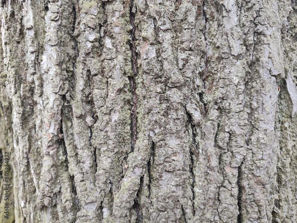 tree bark. cozy background tree bark. cozy background
