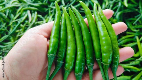 Red chilli sapling in hand