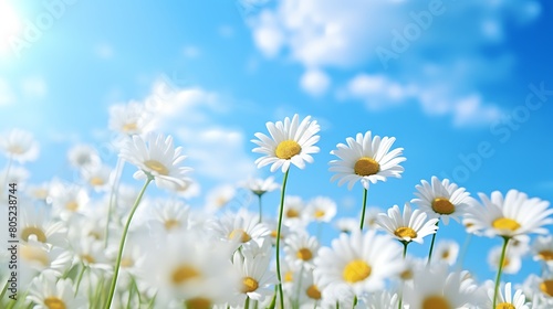 A cluster of white daisies blooming in a field, their cheerful blooms swaying in the breeze against a backdrop of blue sky.