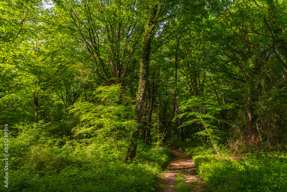 Obraz premium Path in a green morning forest illuminated by the sun