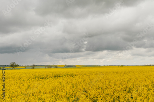 Agricultural Growth -Various Fields - Agriculture Farming Field