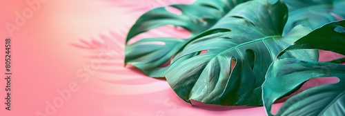 Leaves Background. Leaves on paster background with copy space. Minimalist pastel background with green leaves. Monstera leaves on pastel background.