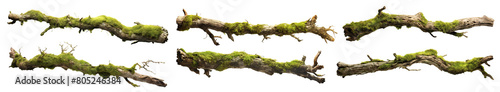 Set of moss-covered tree branches, cut out
