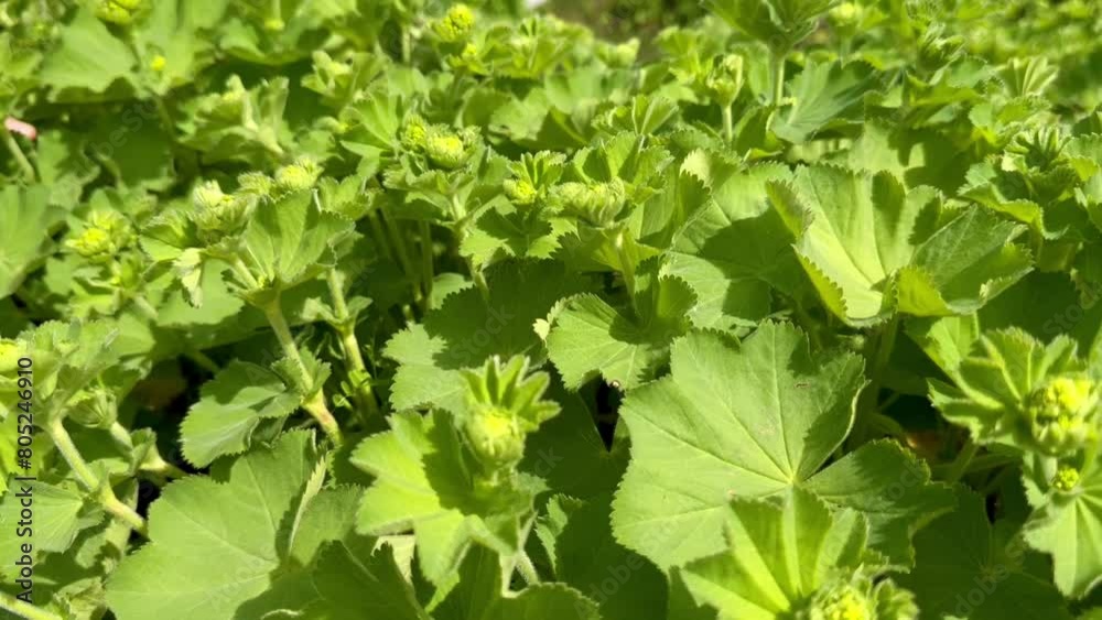 Alchemilla mollis, the garden lady's-mantle sways in the wind in a strong wind. Horizontal frame. Top view Alchemilla mollis, the garden lady's-mantle sways in the wind in a strong wind. Horizontal frame. Top view