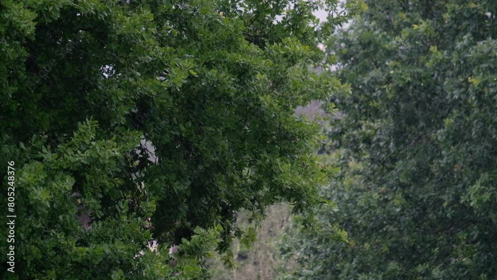 Folhas das árvores a esvoaçar no vento em dia de chuva no campo Folhas das árvores a esvoaçar no vento em dia de chuva no campo
