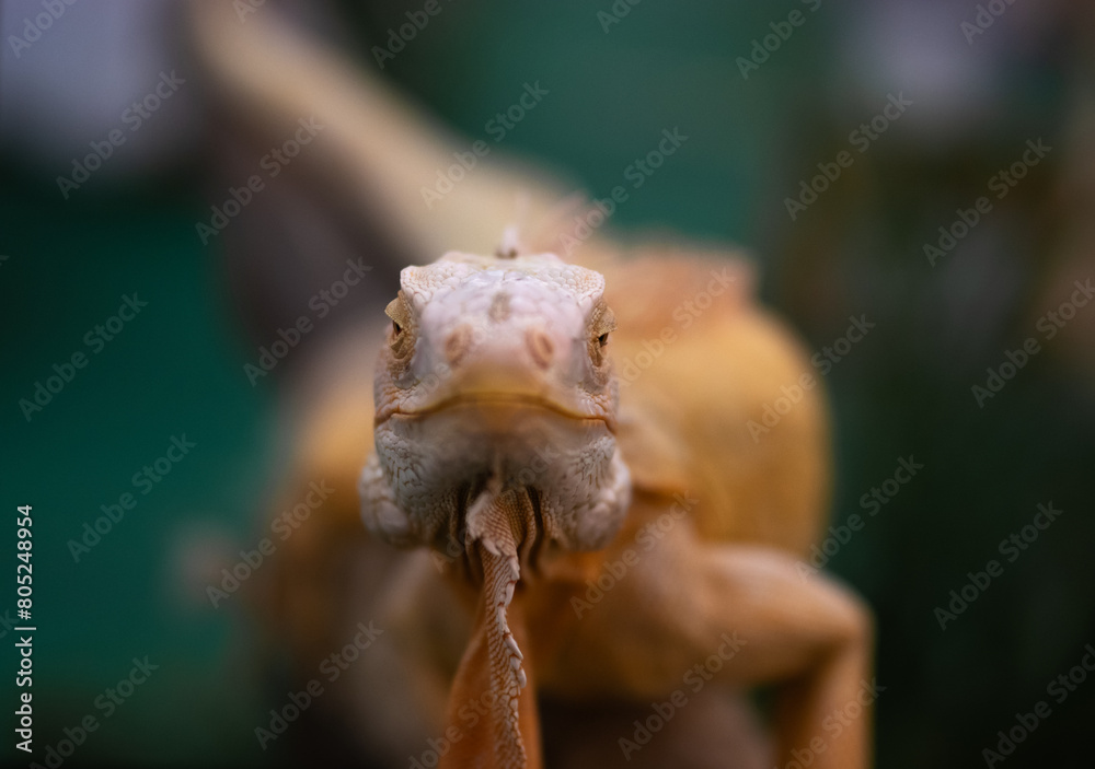 lizard on a hand,lizard staring at the camera lizard on a hand,lizard staring at the camera