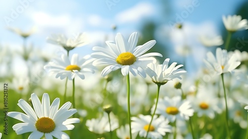Delicate daisy flowers swaying in a gentle breeze, their bright white petals contrasting against the greenery of a meadow. © Ansar