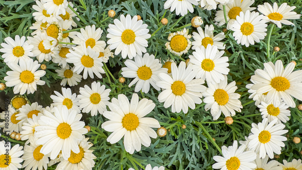 Beautiful field meadow flowers chamomile, green lush foliage, nature landscape, close-up macro. Wide format, panoramic summer flowers. Delightful peaceful artistic blooming summertime happy florals