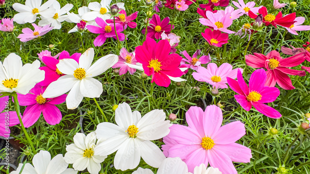 Fototapeta premium Idyllic beautiful pattern garden cosmos flowers blooming in sunlight. Pink flowers cosmos bloom in garden field. Free from copy space, Panorama top view colorful natural floral summer pattern