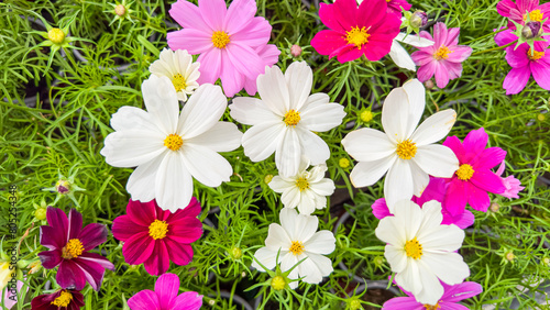 Fototapeta Naklejka Na Ścianę i Meble -  Idyllic beautiful pattern garden cosmos flowers blooming in sunlight. Pink flowers cosmos bloom in garden field. Free from copy space, Panorama top view colorful natural floral summer pattern