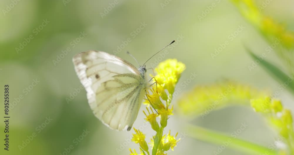 Pieris brassicae, the large white butterfly, also called cabbage butterfly. Large white is common throughout Europe, north Africa and Asia often in agricultural areas, meadows and parkland. Pieris brassicae, the large white butterfly, also called cabbage butterfly. Large white is common throughout Europe, north Africa and Asia often in agricultural areas, meadows and parkland.