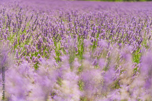 Lavender floral field on sunny day. Closeup nature blooming lavender bushes in rows. Soft pastel colors bright peaceful macro flowers. Idyllic summer purple blossoms, blur lush foliage meadow sunlight