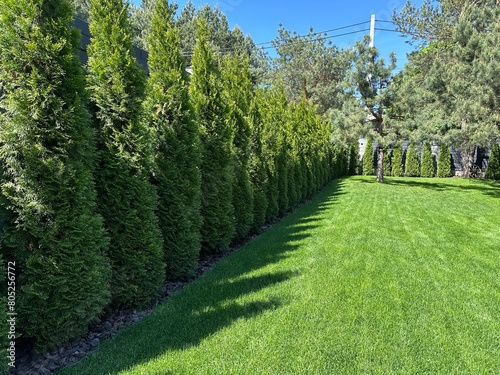 A hedge of green thuja on a sunny day. Landscaping in the yard lawn grass and green spaces. Landscaped yard among pine trees.