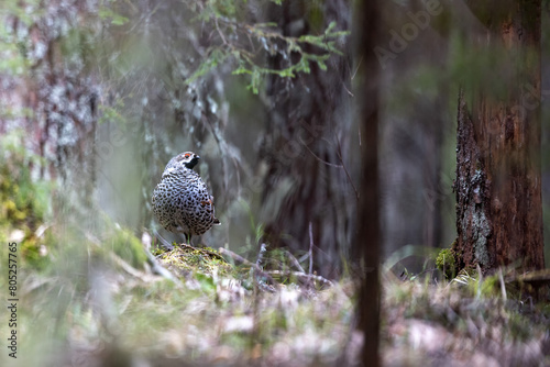 Hazel grouse in the wild forest. Spring wedding of forest birds. Wildlife of the north and birds living in coniferous and mixed forests. The hazel grouse sings. Hunting. Hunting for hazel grouse.