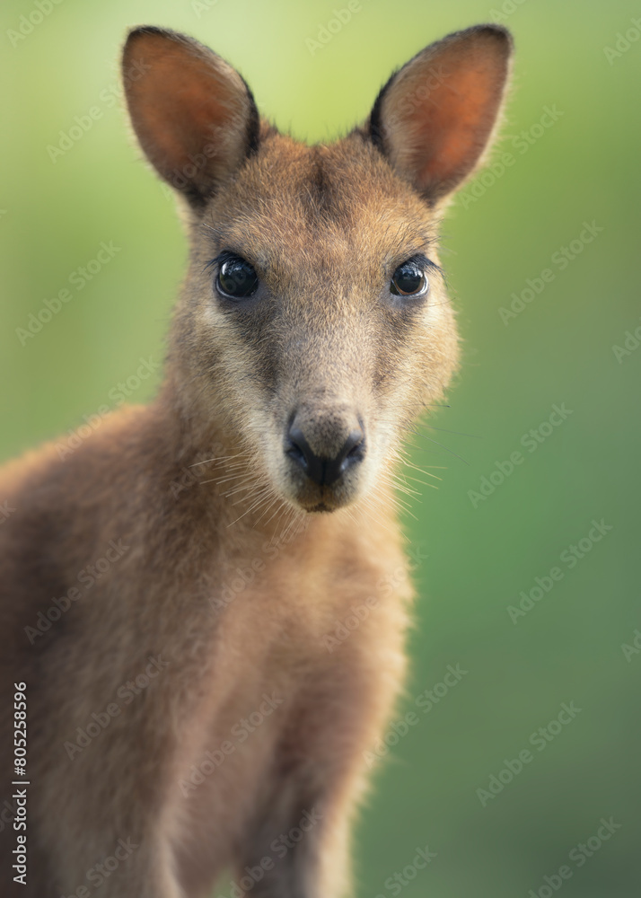 Close-up portrait of an agile wallaby (Macropus agilis jardinii) against a green background, Australia Close-up portrait of an agile wallaby (Macropus agilis jardinii) against a green background, Australia