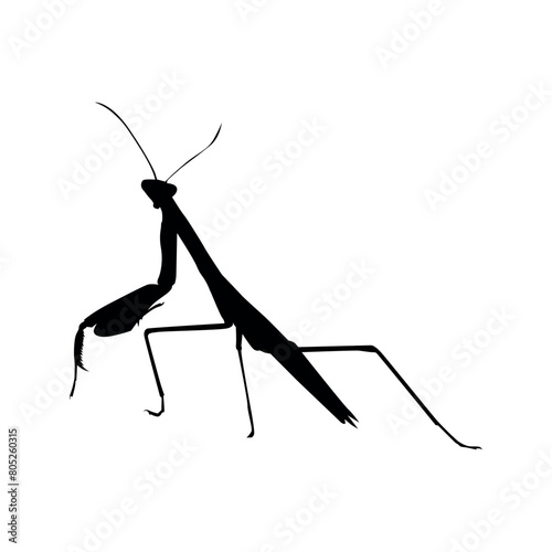 Mantis or Grasshoppper Silhouette photo