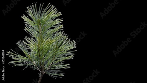 A branch of pine cones on a transparent background sways in the soft wind. Autumn landscape. Coniferous tree isolated.