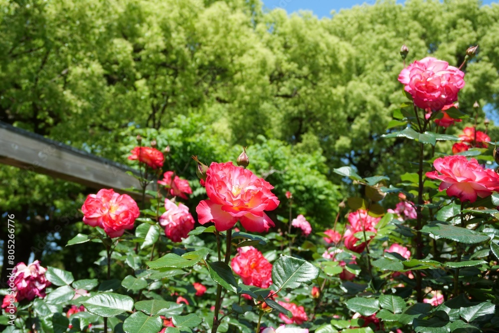 Fototapeta premium 赤いバラの花