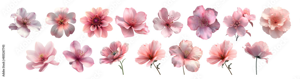 Pack of Pink Magnolia Flower on Transparent background - Ai Generated