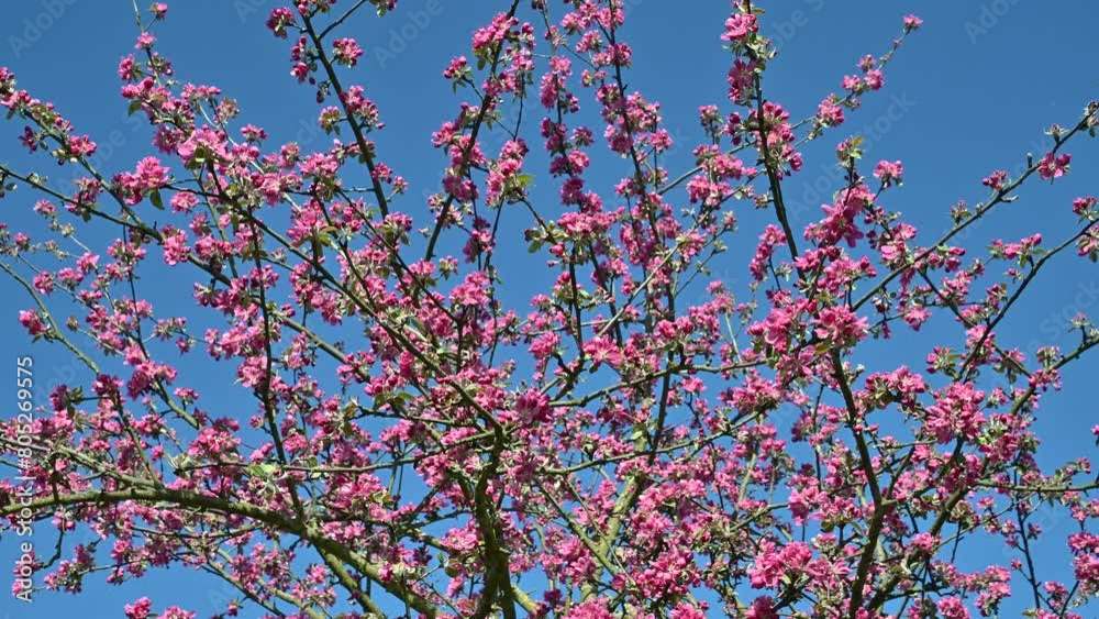 Beautiful pink flowers of Prunus campanulata. Taiwan cherry, Formosan cherry, bellflower cherry. Beautiful pink flowers of Prunus campanulata. Taiwan cherry, Formosan cherry, bellflower cherry.