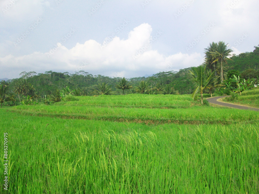 green field view at central java Indonesia green field view at central java Indonesia