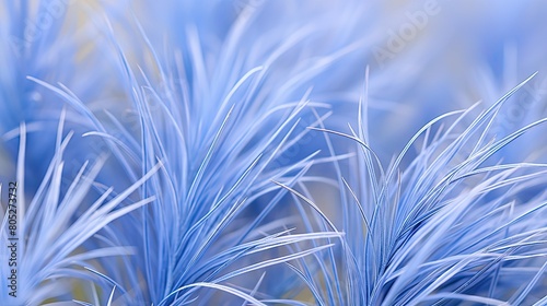 vibrant blue fescue photo