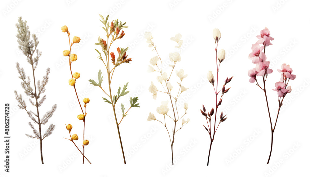 set of stalk flowers isolated on transparent background cutout