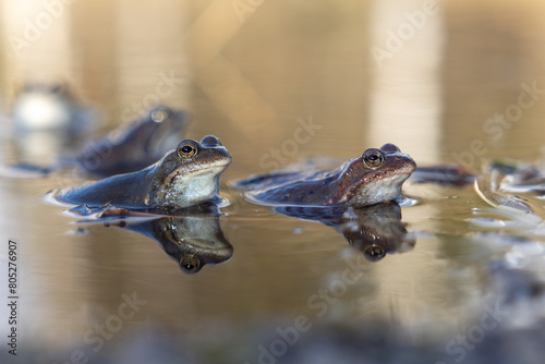 Frogs and toads in the swamp. Spring. Time to spawn. Green slippery frogs lay eggs.