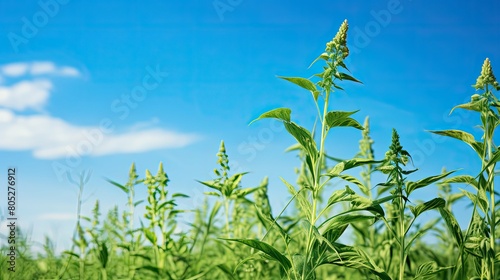 field hemp sprig