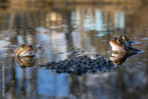 Frogs and toads in the swamp. Spring. Time to spawn. Green slippery frogs lay eggs.