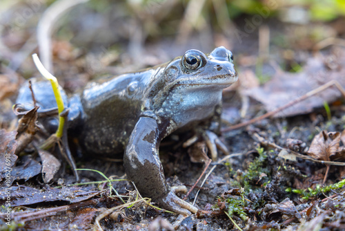 Frogs and toads in the swamp. Spring. Time to spawn. Green slippery frogs lay eggs.