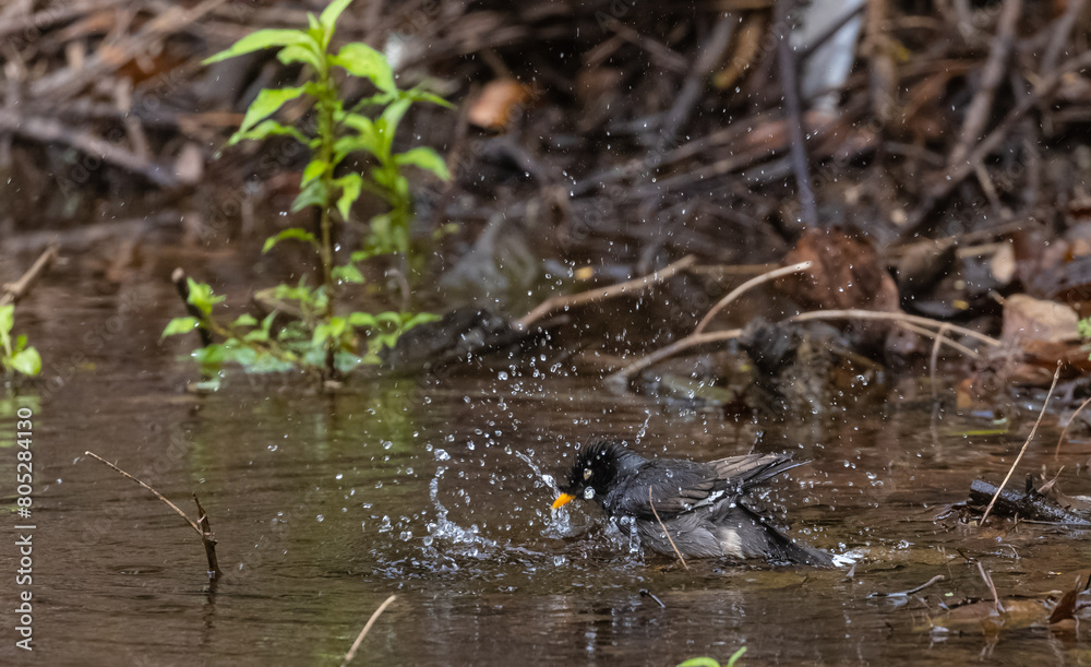 Jungle Myna (Acridotheres fuscus) bird bathing at the water body in rain forest. Jungle Myna (Acridotheres fuscus) bird bathing at the water body in rain forest.