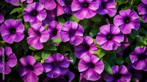 cluster purple petunia © vectorwin