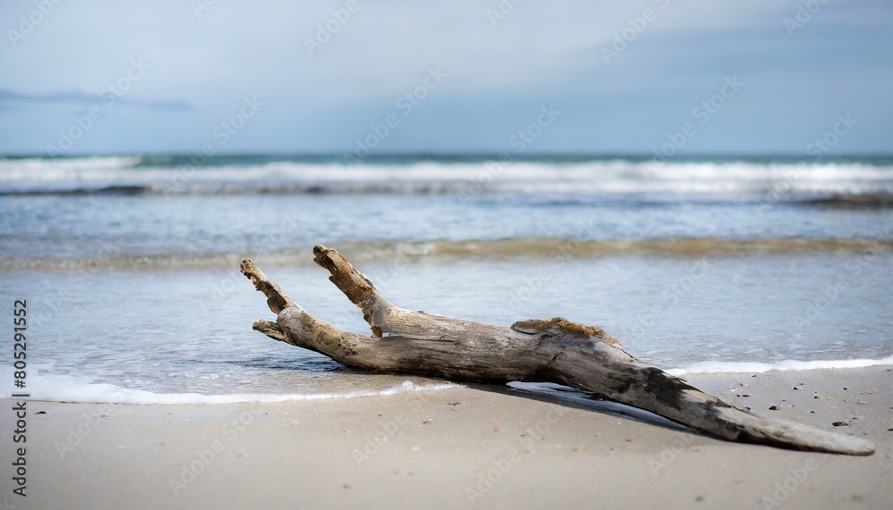 美しい海の砂浜　ビーチに漂着した流木