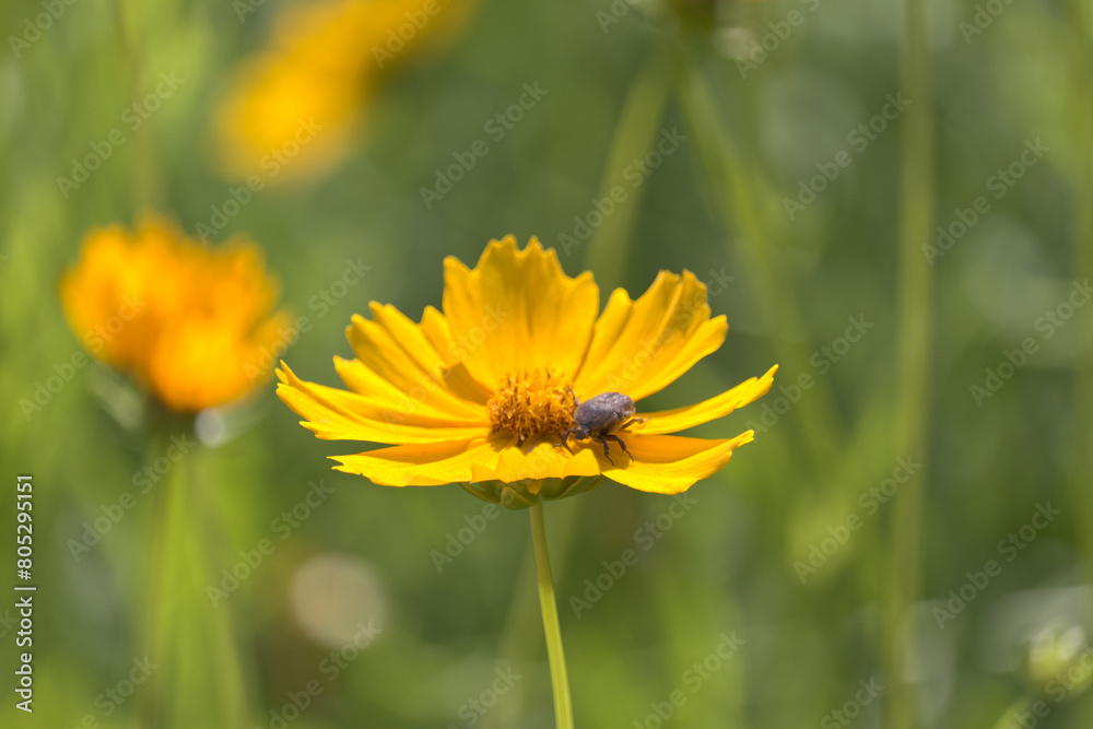 Beetle crawling on yellow Calendula flower with bokeh background. Beetle crawling on yellow Calendula flower with bokeh background.