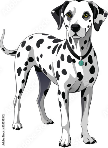 Dalmatian dog on a white background. Vector illustration.