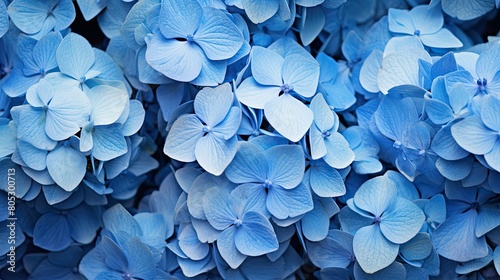 delicate blue plants photo