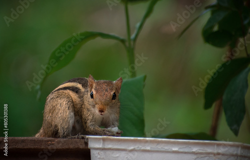 squirrel on a tree