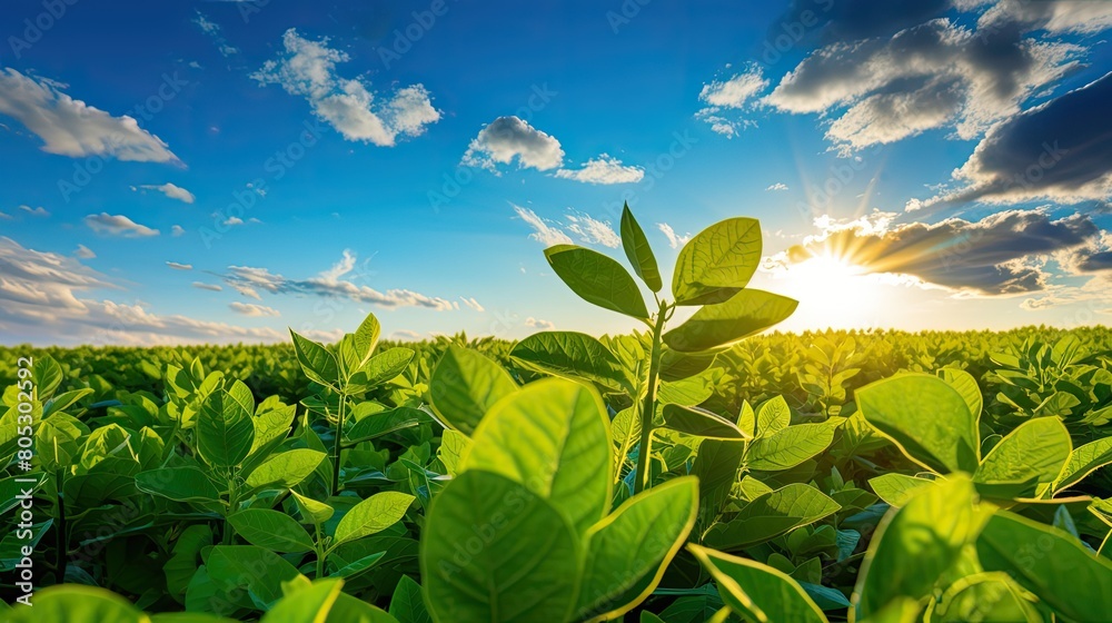 field soy bean oil field soy bean oil