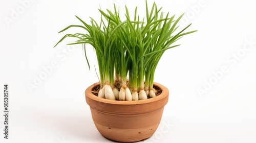 soil isolated green onion