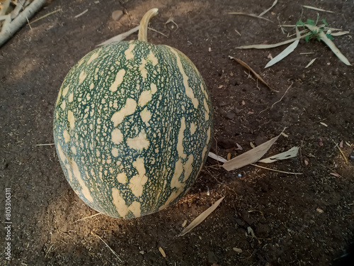 Indian green pumpkin-kaddu also known as squash are widely grown for food.The thick shell contains the seeds and pulp.