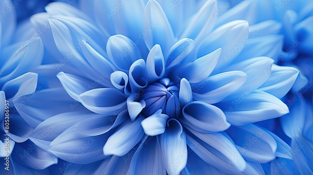 Obraz premium single blue chrysanthemum