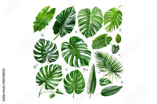 Set of fresh tropical leaves isolated on transparent background