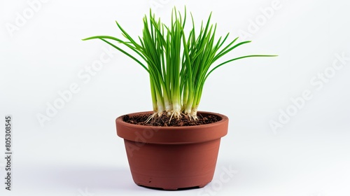 pot isolated green onion